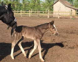 broodmare Celsita (Sachs-door. Heavy Warmbl., 2018, from Celsius)