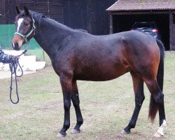 dressage horse Bonsavi (Hanoverian, 2013, from Bon Bravour)