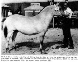 broodmare Selma H 292 (Fjord Horse, 1960, from Gullar Ha 565)