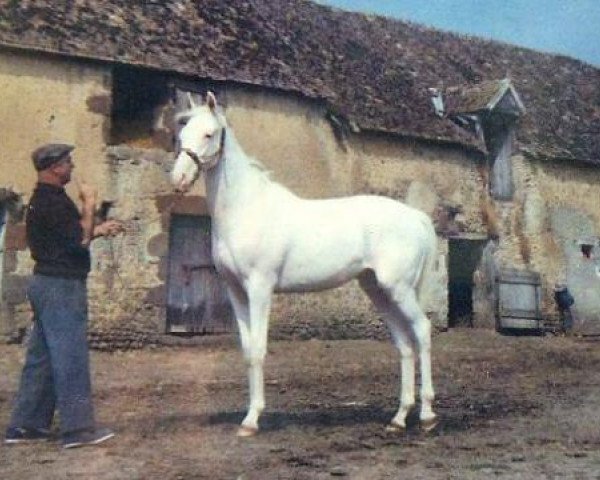stallion Mont Blanc xx (Thoroughbred, 1963, from Murghab xx)