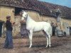 stallion Mont Blanc xx (Thoroughbred, 1963, from Murghab xx)