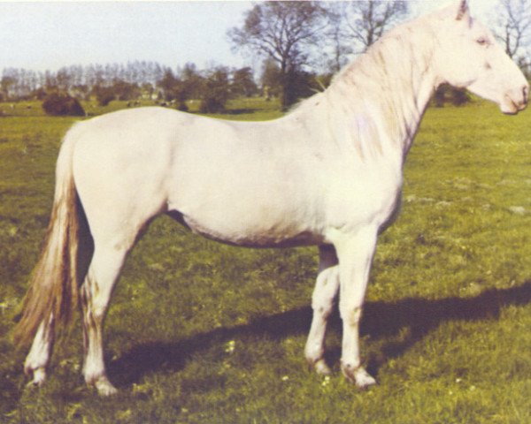 horse Sneeuwwitje (KWPN (Royal Dutch Sporthorse), 1952, from Novum)