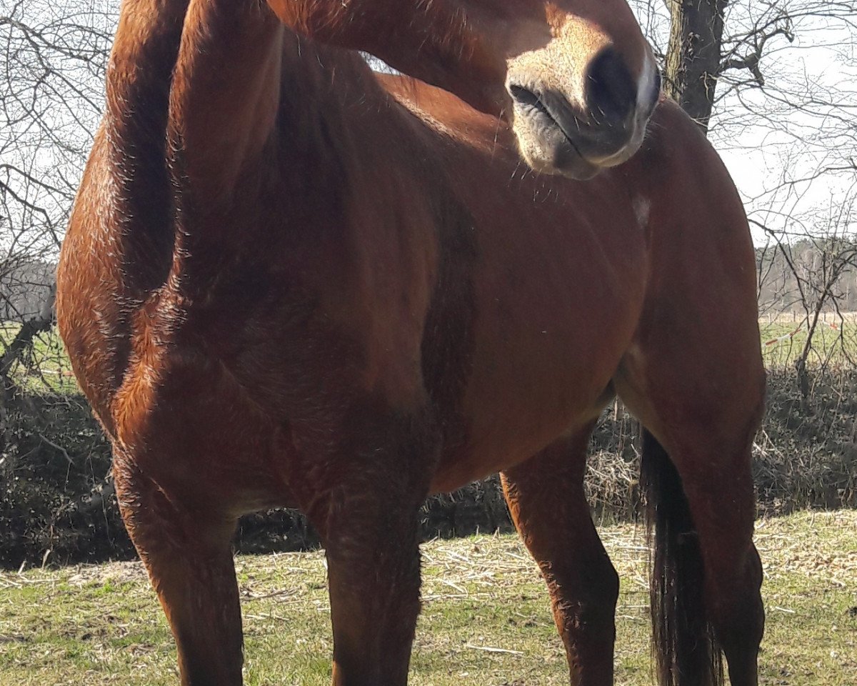 broodmare Amira (German Sport Horse, 2003, from Acadius)