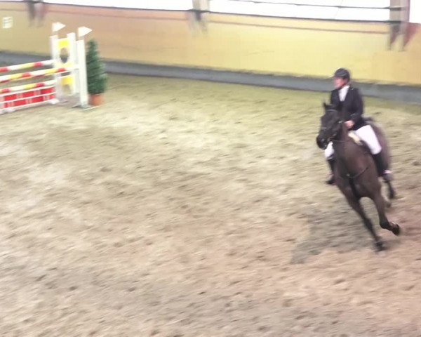 Reitturnier Bülach 2018