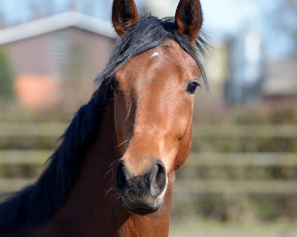 dressage horse Franziska 241 (Oldenburg, 2016, from Franziskus FRH)