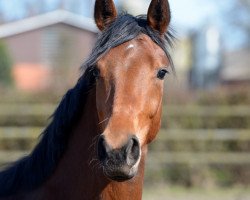 dressage horse Franziska 241 (Oldenburger, 2016, from Franziskus FRH)