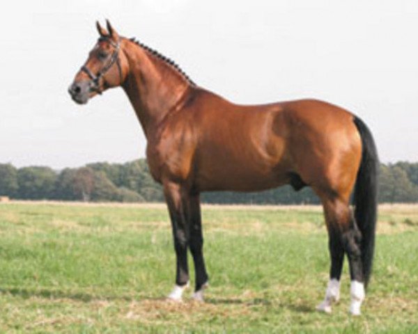 stallion Guido (Royal Warmblood Studbook of the Netherlands (KWPN), 1988, from Voltaire)