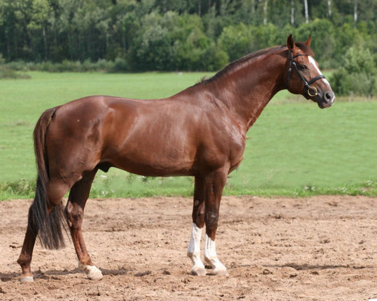 Deckhengst Guidons (Lettisches Warmblut, 1996, von Guido)