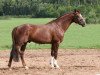 stallion Guidons (Latvian Warmblood, 1996, from Guido)