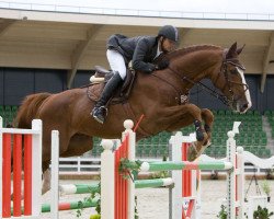 stallion Goldrings (Latvian Warmblood, 2000, from Guidons)