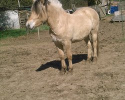 jumper Peikea (Fjord Horse, 2016, from Stedje)