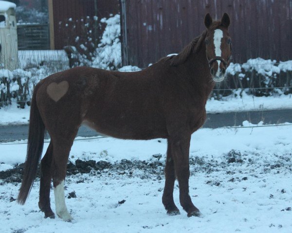 jumper Emmeli 2 (Hanoverian, 1988, from Espri)