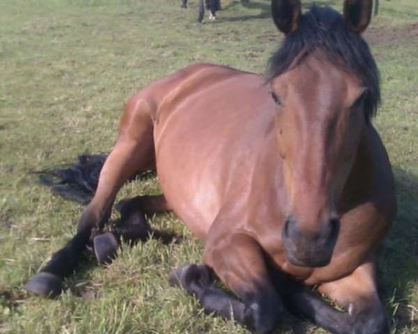 horse Kimberly dancer (Hanoverian,  , from Hengst von Gold Crest xx)