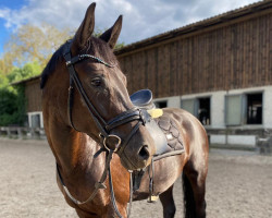 dressage horse Diamore (Hanoverian, 2016, from Don Nobless)