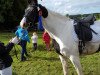 dressage horse Raja Kitana (Pinto / Hunter, 2012, from Royal Classic I)