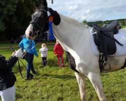 Dressurpferd Raja Kitana (Pinto/Hunter, 2012, von Royal Classic I)