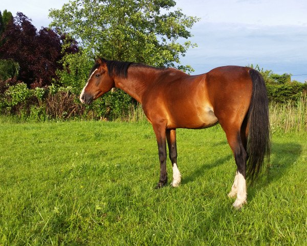 stallion Darino (German Riding Pony, 1991, from Durello)