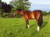 stallion Darino (German Riding Pony, 1991, from Durello)