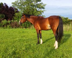 stallion Darino (German Riding Pony, 1991, from Durello)