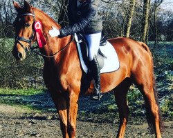 dressage horse Rumina (Westfale, 2007, from Rittmeister)