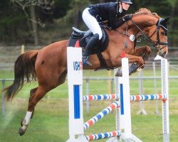 jumper Dream Girl 67 (Hanoverian, 2012, from Don Henrico)