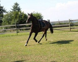 Pferd Tamira (Württemberger, 2006, von Tintoretto)