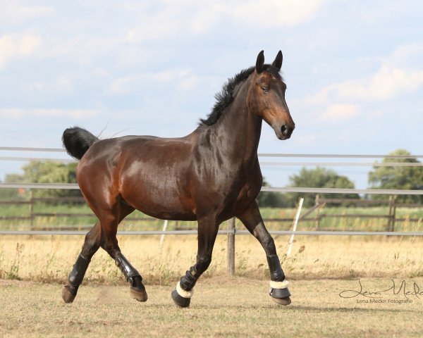 Pferd Shadow (Deutsches Reitpferd, 2005)