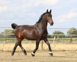 Pferd Shadow (Deutsches Reitpferd, 2005)