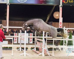 stallion Cornetto DB Z (Belgian Warmblood, 2015, from Cornet Obolensky)