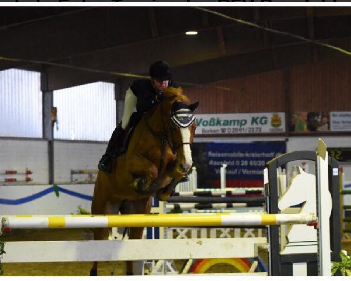 jumper Coco Snuss (Zangersheide riding horse, 2011, from Crown Z)