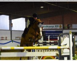 jumper Coco Snuss (Zangersheide riding horse, 2011, from Crown Z)