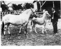 broodmare Julia (Fjord Horse, 1964, from Ølve N.1384)