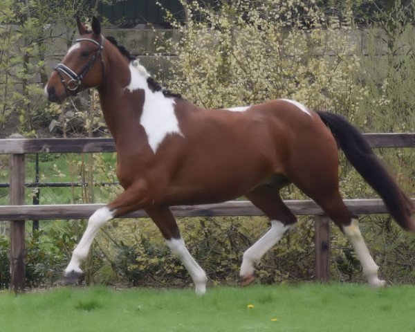 Pferd apache nation (Irish Sport Horse,  )