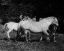 broodmare Janette DN 2961 (Fjord Horse, 1948, from Hans D 7)