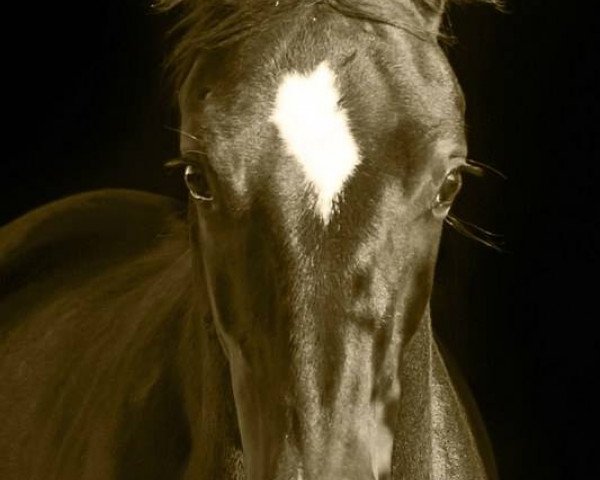 dressage horse Sir Luis 3 (German Sport Horse, 2014, from Sir Donnerhall I)