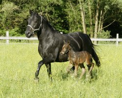 dressage horse Atlantis 102 (Bavarian, 1993, from Donnerschlag)