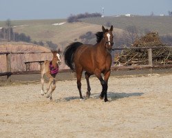 Zuchtstute Serifa (Arabisches Halbblut / Partbred, 2002, von Shiman 1991 ox)