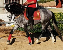 horse Candelo. (Pura Raza Espanola (PRE), 2015)