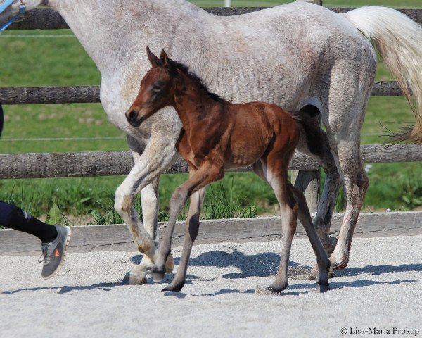 Pferd Graf Aurelio (Trakehner, 2018, von Tambour)