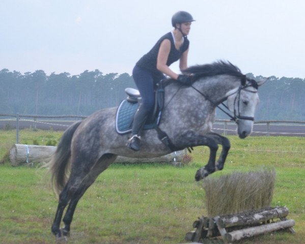 broodmare Elfenwirbel (Trakehner, 2011, from Perechlest)