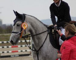 jumper Qiara (Oldenburg show jumper, 2010, from Quality 9)