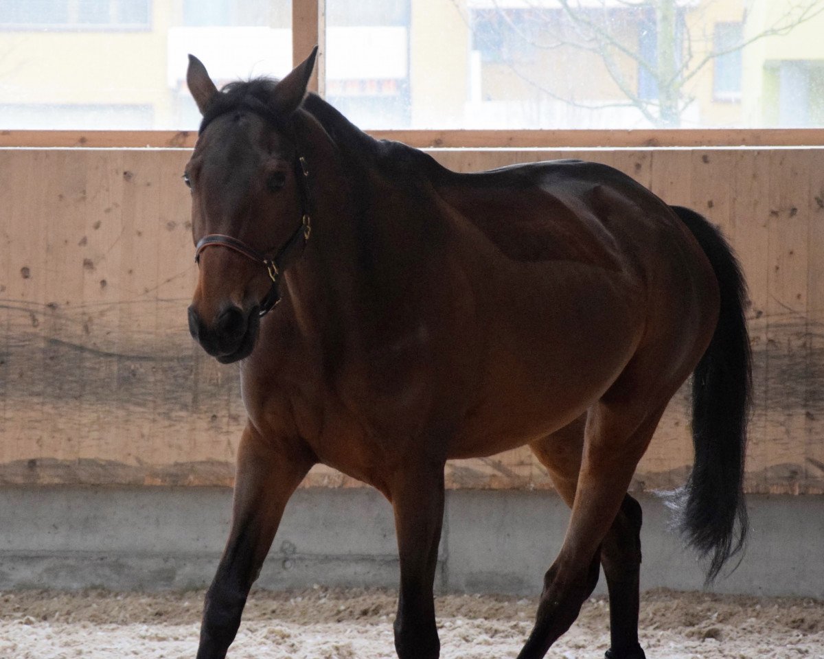 jumper Emsfee 2 (Trakehner, 2010, from Cornus)