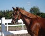 Zuchtstute Die Kleine Prinzessin B (Deutsches Reitpony, 2013, von Dance Star AT)