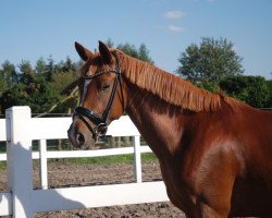 broodmare Die Kleine Prinzessin B (German Riding Pony, 2013, from Dance Star AT)