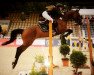 jumper Tina's Lady vom Purnitzgrund (German Riding Pony, 2006, from Leopardstown xx)