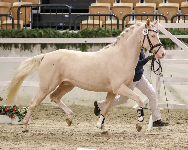 dressage horse A kind of Magic BW (German Riding Pony, 2015, from A Gorgeous)