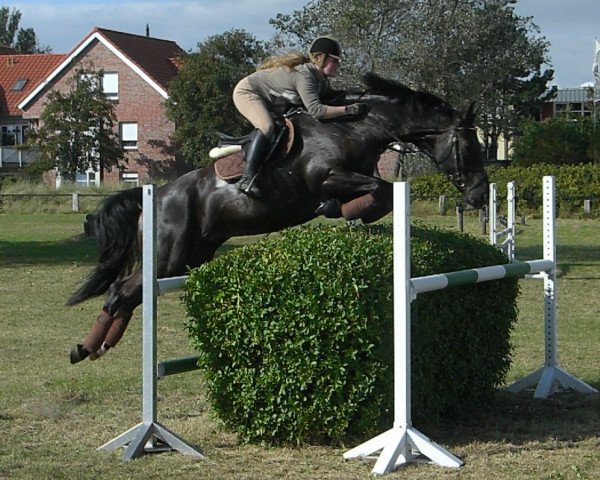 horse Wisconti's Whippersnapper (Hanoverian, 2002, from Wolkentanz I)