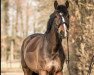 jumper Clayton Voice (Oldenburg show jumper, 2011, from Castino 4)