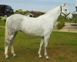 broodmare Tsarina (KWPN (Royal Dutch Sporthorse), 2000, from Concorde)