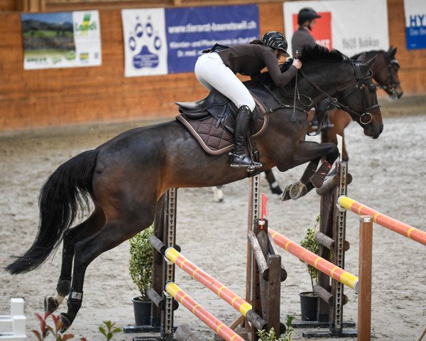 jumper Columbus Ege (Holsteiner, 2008, from Corrado I)